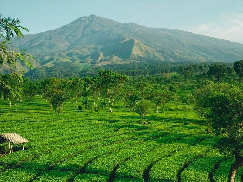 puncak bogor